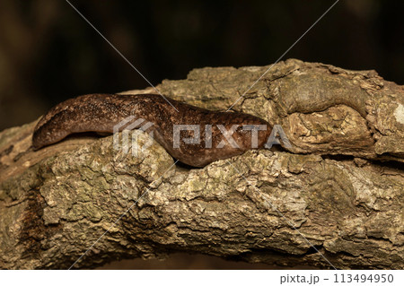 ナメクジ 113494950