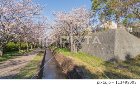 【千葉県千葉市】おゆみ野四季の道・おゆみ野の道(有吉公園付近)と桜並木 【千葉県千葉市】おゆみ野四季の道・おゆみ野の道(有吉公園付近)と桜並木 113495005