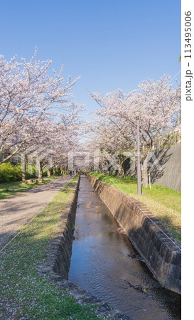 【千葉県千葉市】おゆみ野四季の道・おゆみ野の道(有吉公園付近)と桜並木 【千葉県千葉市】おゆみ野四季の道・おゆみ野の道(有吉公園付近)と桜並木 113495006