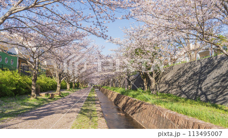 【千葉県千葉市】おゆみ野四季の道・おゆみ野の道(有吉公園付近)と桜並木 【千葉県千葉市】おゆみ野四季の道・おゆみ野の道(有吉公園付近)と桜並木 113495007