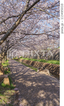 【千葉県千葉市】おゆみ野四季の道・おゆみ野の道と桜並木 113495010