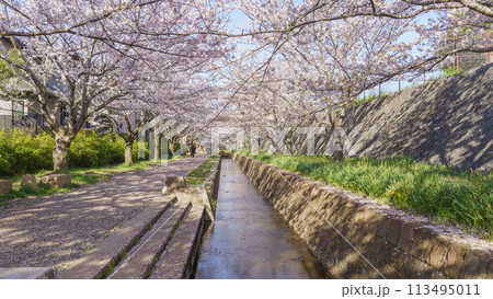 【千葉県千葉市】おゆみ野四季の道・おゆみ野の道と桜並木 【千葉県千葉市】おゆみ野四季の道・おゆみ野の道と桜並木 113495011