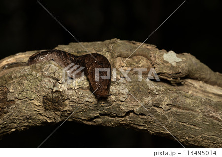ナメクジ ナメクジ 113495014