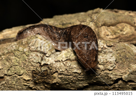 ナメクジ 113495015