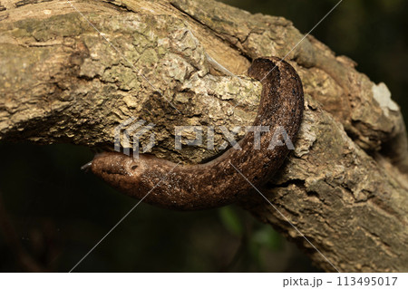 ナメクジ ナメクジ 113495017