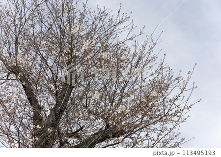 開花したばかりの桜　咲き始め 113495193
