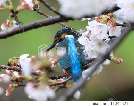 満開の桜の枝にとまるカワセミ 113495215