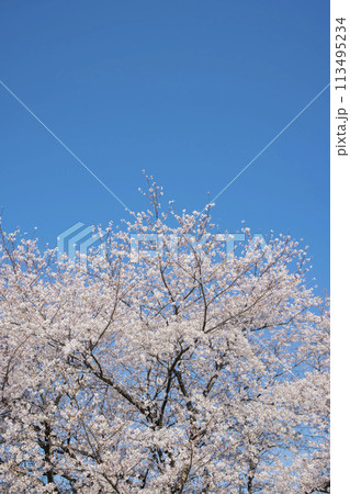 満開の桜と青空 113495234