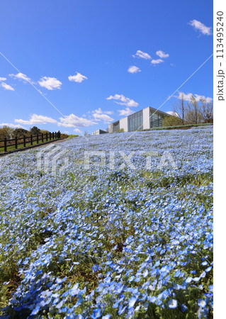 るるパークのネモフィラ るるパークのネモフィラ 113495240