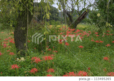 山に咲く曼珠沙華 113495265