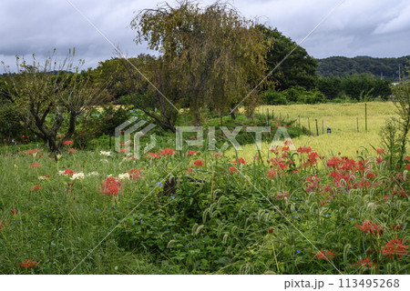 曼珠沙華と稲田の風景 曼珠沙華と稲田の風景 113495268