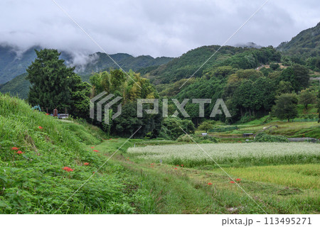 山間部のそば畑風景 113495271