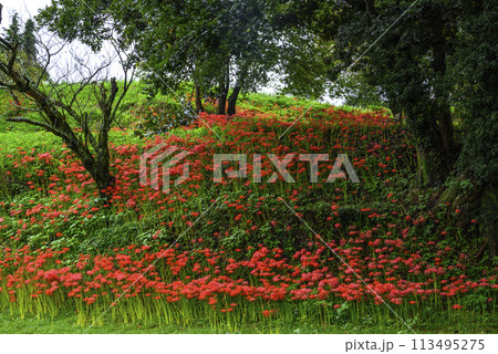 彼岸花の群生 113495275