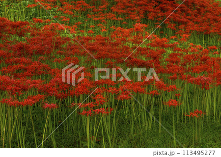 彼岸花の群生 113495277