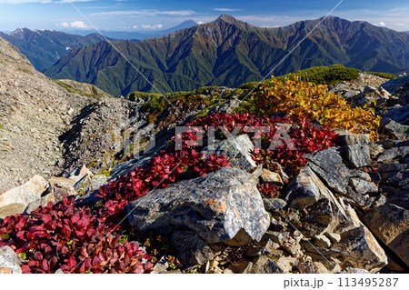 南アルプス・仙丈ヶ岳の草紅葉と富士山と北岳・間ノ岳 113495287