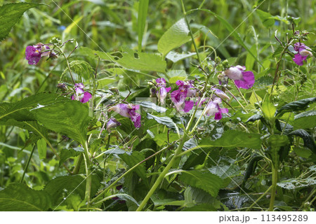 雨に濡れたツリフネソウ 113495289