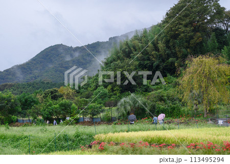 日向薬師藤野の彼岸花の景色 日向薬師藤野の彼岸花の景色 113495294