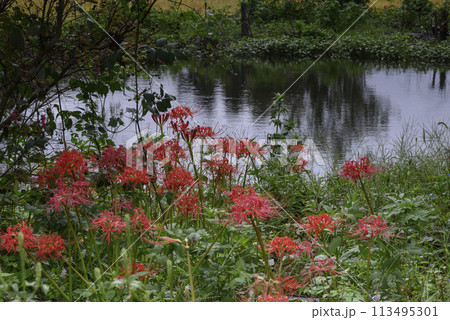 蝶と彼岸花 113495301
