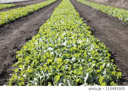 キャベツの苗を育てるイメージ 113495303