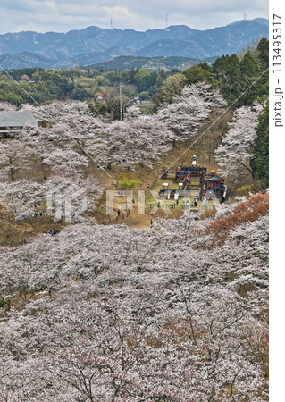 吉四六ランドの桜 113495317