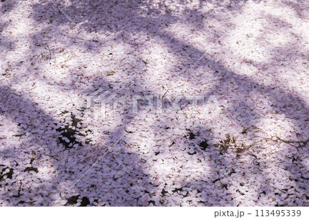 地面に落ちた沢山の桜の花びら 地面に落ちた沢山の桜の花びら 113495339