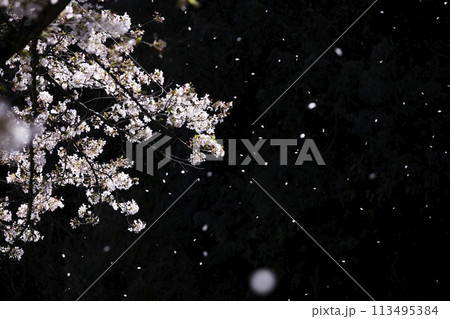 桜吹雪イメージ 桜吹雪イメージ 113495384