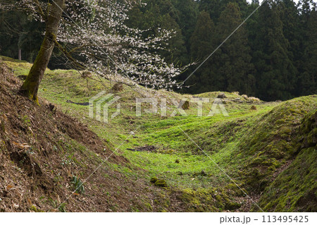 さくら満開の一乗谷朝倉氏遺跡 さくら満開の一乗谷朝倉氏遺跡 113495425