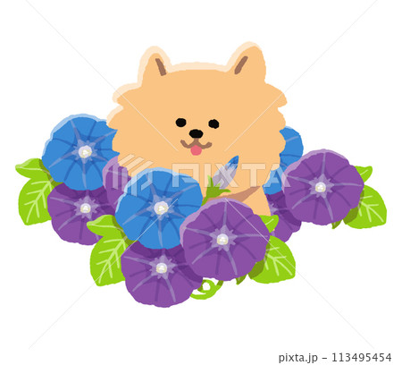 ポメラニアンと朝顔 113495454