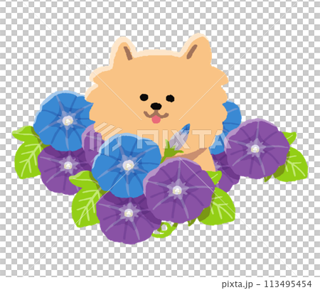 ポメラニアンと朝顔 113495454