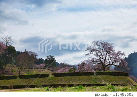 さくら満開の一乗谷朝倉氏遺跡 113495503