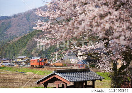 さくら満開の一乗谷朝倉氏遺跡 113495545