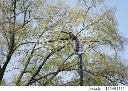 高い木の枝をクレーンを使って剪定作業する作業員男性 113495583