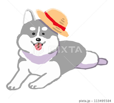 麦わら帽子をかぶったシベリアンハスキー 113495584