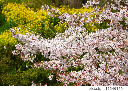 ゆずの里毛呂山町の里山を彩る菜の花と満開の桜風景 113495604