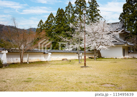 兵庫県豊岡市・桜が満開の出石城跡、本丸跡 113495639