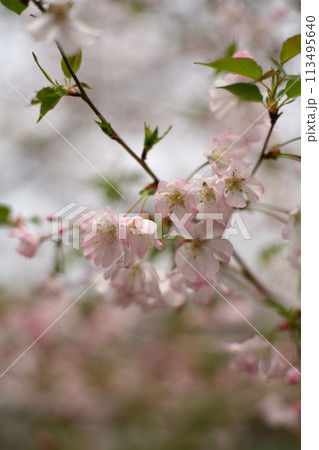 葉桜 はざくら さくら 葉桜 はざくら さくら 113495640