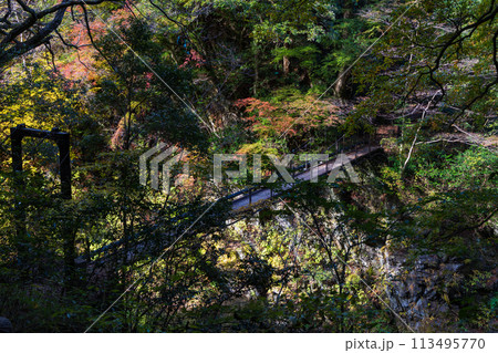 東京奥多摩の秋 紅葉の氷川渓谷 登計橋 東京奥多摩の秋 紅葉の氷川渓谷 登計橋 113495770