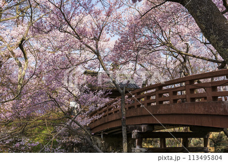 満開の高遠城址桜雲橋 満開の高遠城址桜雲橋 113495804