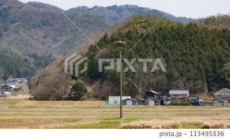 兵庫県豊岡市にあるコウノトリの郷公園にある人工巣塔で放卵するコウノトリ 兵庫県豊岡市にあるコウノトリの郷公園にある人工巣塔で放卵するコウノトリ 113495836