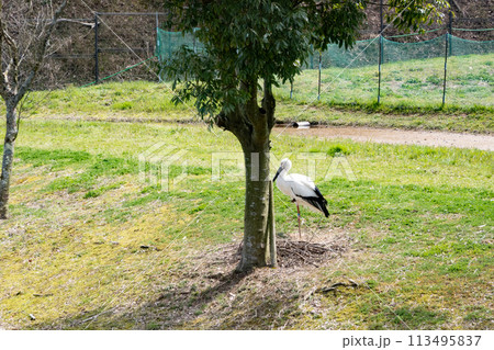 兵庫県豊岡市にあるコウノトリの郷公園で飼育されているコウノトリ 兵庫県豊岡市にあるコウノトリの郷公園で飼育されているコウノトリ 113495837