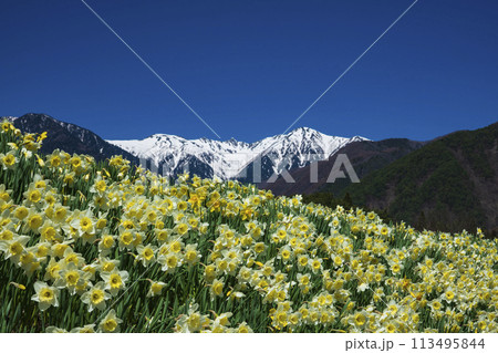光前寺前の水仙と中央アルプス 光前寺前の水仙と中央アルプス 113495844