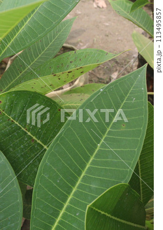 Frangipani leaf on tree in farm 113495857