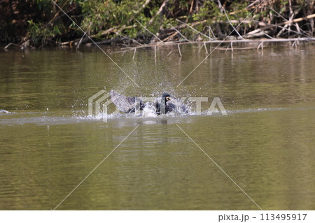 水浴びするカワウ 113495917