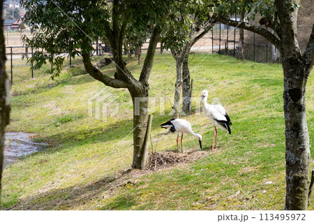 兵庫県豊岡市にあるコウノトリの郷公園で飼育されているコウノトリ 兵庫県豊岡市にあるコウノトリの郷公園で飼育されているコウノトリ 113495972