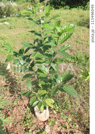 Gardenia jasminoides flower plant on farm 113496049