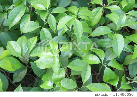 Gardenia jasminoides flower plant on farm 113496050
