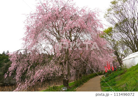 薄紅色の枝垂桜の花が咲き誇る常陸風土記の丘　桜まつりの風景 113496072