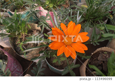 Gazania Sunrise Yellow flower on pot in farm 113496099