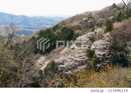 山桜の花が咲き誇る高峯平沢林道の風景 山桜の花が咲き誇る高峯平沢林道の風景 113496114