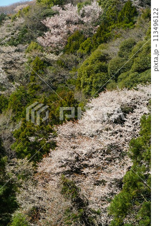 山桜の花が咲き誇る高峯平沢林道の風景 山桜の花が咲き誇る高峯平沢林道の風景 113496122